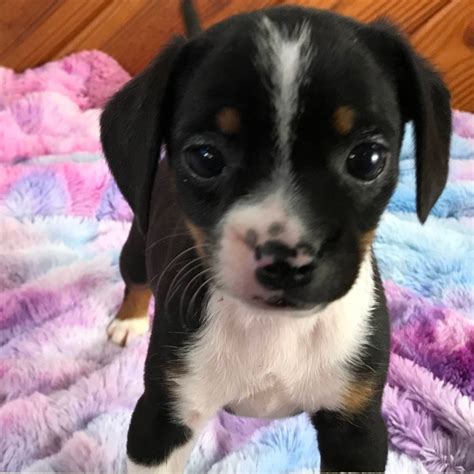 We&39;ve connected loving homes to reputable breeders since 2003 and we want to help you find the puppy your whole family will love. . Puppies for sale chattanooga